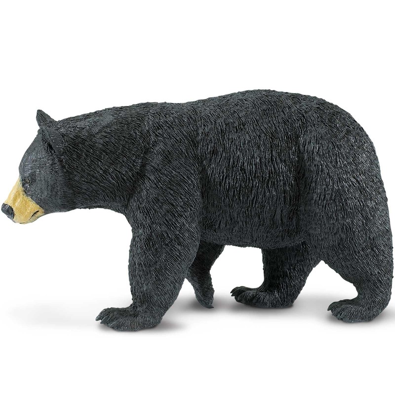 Black Bear