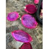 ORGANICO One sweet, Julie, DRAGON FRUIT CUTTING 8- 12 Inches