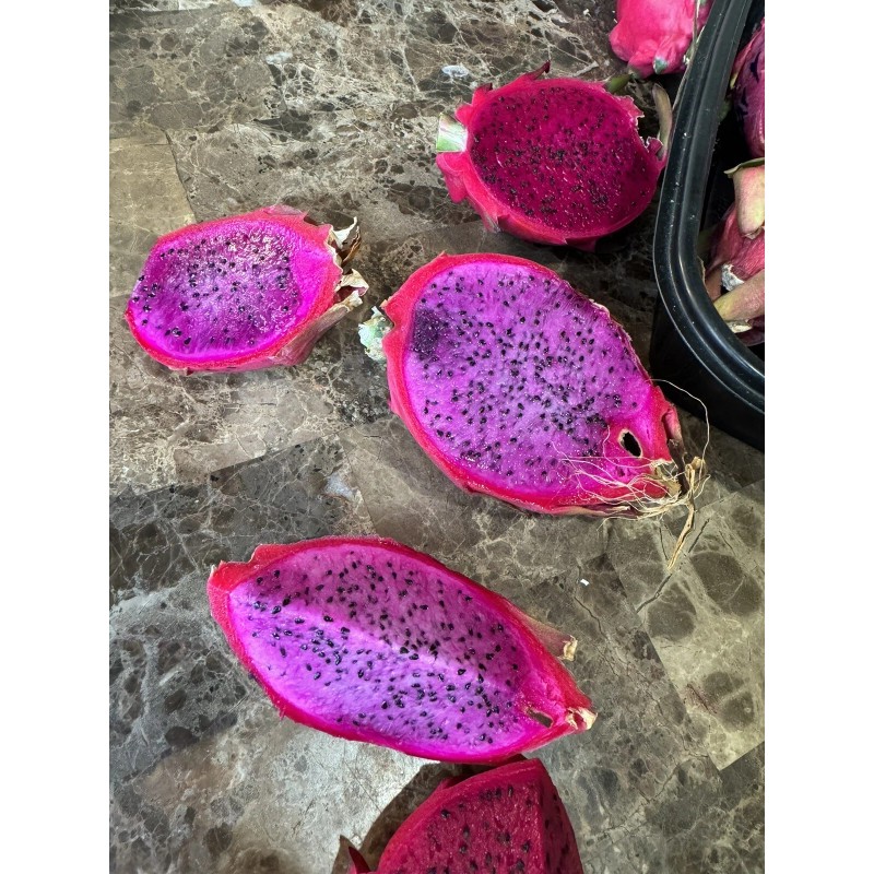 ORGANICO One sweet, Julie, DRAGON FRUIT CUTTING 8- 12 Inches