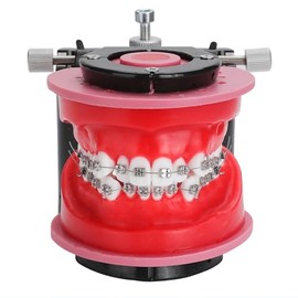 Modelo De Tipodontas Ortodónticas - Modelo De Práctica De Dientes De Terraplén De Cera De Encías, Moldes De Reposicionamiento De Ortodoncia Para Enseñanza Y Estudio