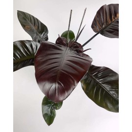 Wekiva Foliage Black Cardinal Philodendron - Live Plant in a 4 Inch Pot