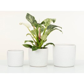 Scheurich Set of 3 Solido Linea, Ceramic Plant Pot, Colour: Perla, 5 inches Diameter, 4.6 inches Height, 0.3 gl.