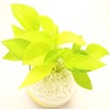 House Plant Lime Arum S Yellow Orange