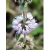 Buy Rare Seeds Mentha pulegium | English Pennyroyal | 100_Seeds