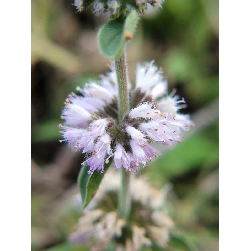 Buy Rare Seeds Mentha pulegium | English Pennyroyal | 100_Seeds