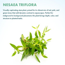 SubstrateSource Live Plants – Nesaea Triflora – High Light, Green with Red Veins, Midground to Background Accent – Lead Bunch, 4 Pack