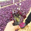 Oxalis Triangularis 10 Bulbs - Purple Shamrocks Lucky Lovely Flowers