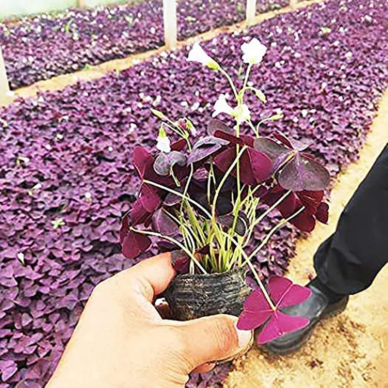 Oxalis Triangularis 10 Bulbs - Purple Shamrocks Lucky Lovely Flowers