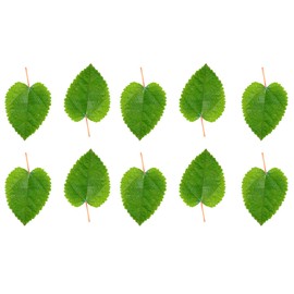 Awesome Aquatic Mulberry Shrimp Leaves Natural Botanical Leaf Food Organic Treat Aquarium Fish Shrimp Terrarium High Protein Vitamin Mineral Fiber Healthy Habitat Environment (Mulberry 10 pk)