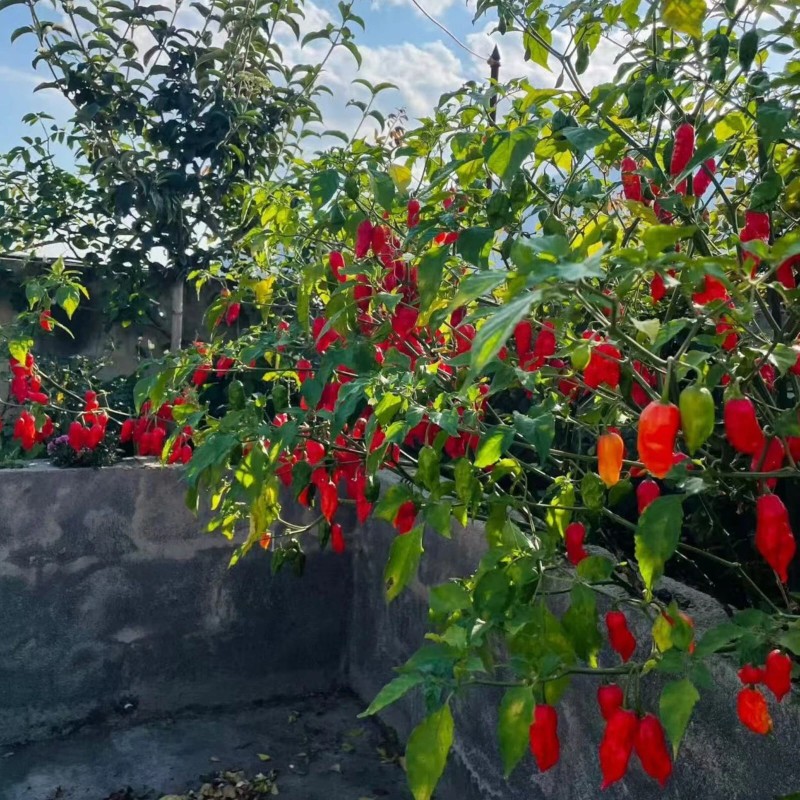 ZEshops 50pcs Ghost Pepper Seeds – Non-GMO Heirloom Chili Super
