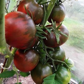 RAISE ME UP: Seeds Black Prince Tomato Indeterminate Rare Variety True Siberian Tomato Non GMO Heirloom