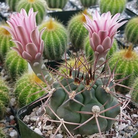 Gymnocalycium schickendantzii Cacti Cactus Succulent Real Live Plant