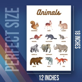 Animal Diagram For Kids Poster - Educational Learning Kids Classroom School Poster - 12 x 18 Inch Unframed Poster - Premium Poster On 100lb Gloss Paper - Printed In The USA FHJP1218