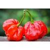 MOA Red Scotch Bonnet Hot Pepper Premium Seed Packet +