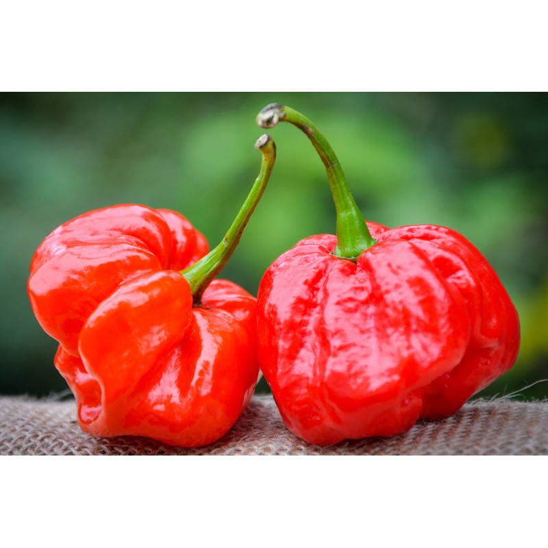 MOA Red Scotch Bonnet Hot Pepper Premium Seed Packet +