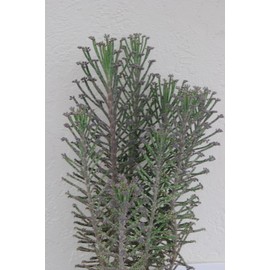 Kalanchoe Bryophyllum Tubiflora - Mother of Thousands Chandelier House Plant