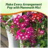 Outsidepride Mammoth Mix Verbena Seeds for Planting - 2000 Pcs.