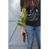 TreesAgain White Cedar Tree -Thuja occidentalis- 12 to 22+ inches
