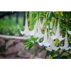 Serendipity Seeds Snow White Angels Trumpet - 10 Rare Seeds