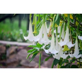 Serendipity Seeds Snow White Angels Trumpet - 10 Rare Seeds