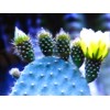 CACTUS*COMPLET