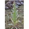Organic Mullein Leaf, 1/2 oz