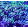 coralSLover Live Saltwater Coral Frag - Green Star Polyps