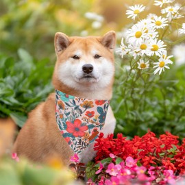 PTDECOR Spring Flower Dog Bandana,2 Pcs Floral Dog Bandana Reversible Dog Scarf, Multi Size Offered, Triangle Dog Bandanas for Medium Large Dogs Pets (Flower, Large)