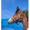 Equipride Braided Headcollar Lead Rope Set Size Full-Shetland (Cob, Royal