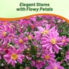 Outsidepride Pink Anemone Seeds for Planting - 100 Pcs Hardy,