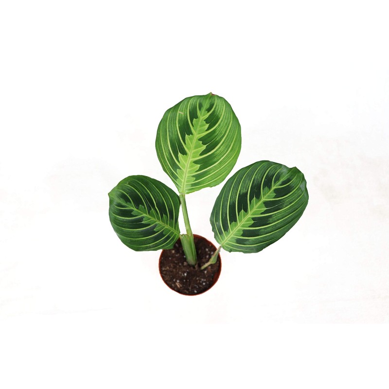 Lemon Lime Maranta - 3" from California Tropicals