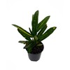 Banana Croton - 4" Pot - Colorful House Plant