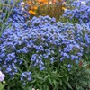 Anchusa capensis (Cape Forget-Me-Not) Flower Seeds, Highly Attractive to Pollinators,