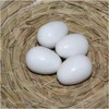White Fake Eggs Solid Plastic Dummy Pigeon Eggs for Pigeons