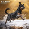 Rottweiler Traditional Calendar 2025
