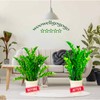 WooWellGoGoGo 8 Pack Snake Plant Support Stakes - Rust-Proof Half