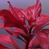 15 Red Ludwigia Repens Leaf Live Aquarium Plants Stem Bunch