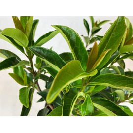 Blooming & Beautiful - Chindo Viburnum - 3 gal - Tall Evergreen Shrub - Dense Dark Green Foliage - Fast Growing - Zones 7-9 - Viburnum Awabuki ‘Chindo’ - 3 Gallon Pot