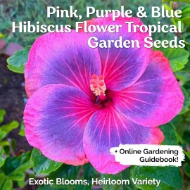 Purple KVITER 20 Hibiscus Seeds - Pink Purple Blue Colors for DIY Enthusiasts, Home Gar