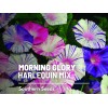 Southern Seeds Morning Glory, Harlequin Mix - 25 Seeds, Heirloom