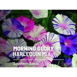 Southern Seeds Morning Glory, Harlequin Mix - 25 Seeds, Heirloom Vining Flower (Ipomea purpurea