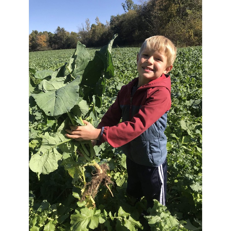 Hale Habitat & Seed Sugar Beet Food Plot Seed, 5