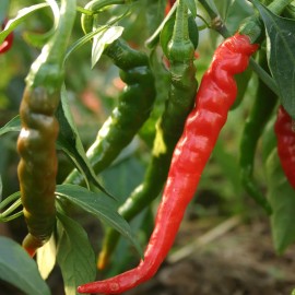 Southeast Seeds Cayenne Long Red Thin Pepper Seeds, NON-GMO, Variety Sizes, FREE SHIPPING - 100 Seeds