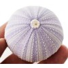 Florida Shells and Gifts Sea Urchin Sampler: Natural Purple, Pink,
