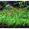 Cryptocoryne Parva Crypt Parva Easy Live Aquarium Plants BUY 2