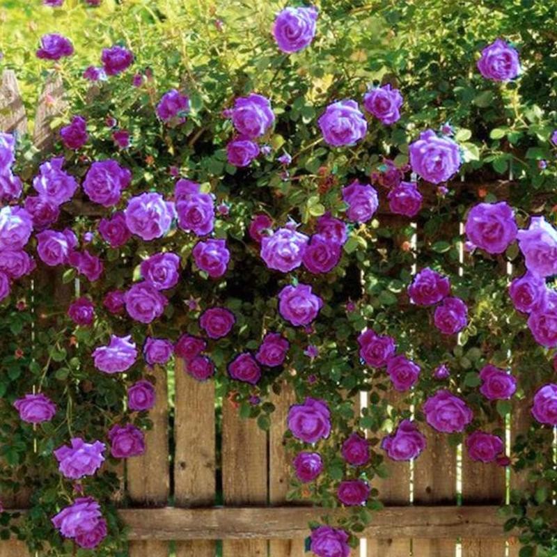 Purple Rose Seeds 200 pcs - Perennial Colorful Vines, Planting