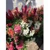 22Day Seeds: Seeds Snapdragon Magic Carpet Mix/Low Dwarf Annual Flowers