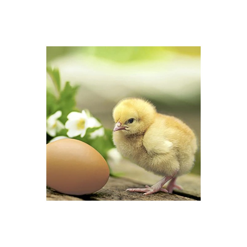 Servietten Frühling 20 Napkins Natural Chick on the Egg Animals