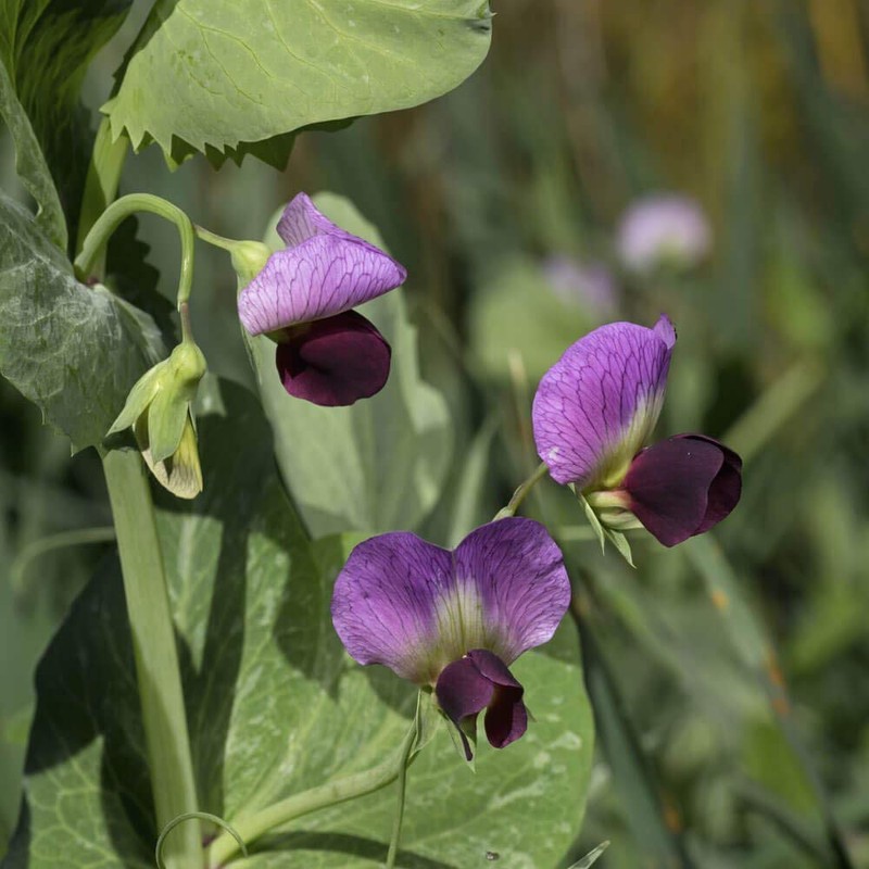Dundale Field Pea Seeds by Eretz - Willamette Valley, Oregon