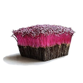 Organic Red Garnet Amaranth Microgreens Seeds - 1 Oz - Growing Micros, Indoor Gardening, Sprouting, Micro Greens Salad